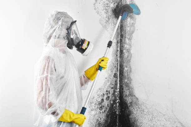 Best Forensic Mold Investigation  in Blue Mountain, MS