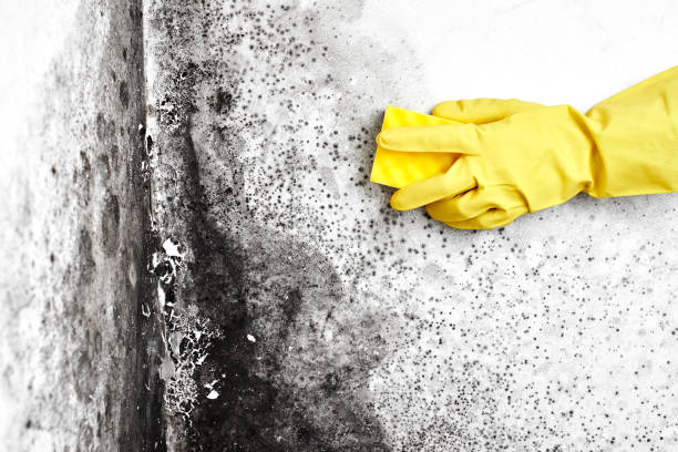 Best Attic Mold Removal  in Blue Mountain, MS