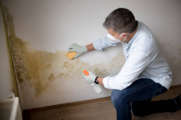 Blue Mountain, MS Mold Removal Company