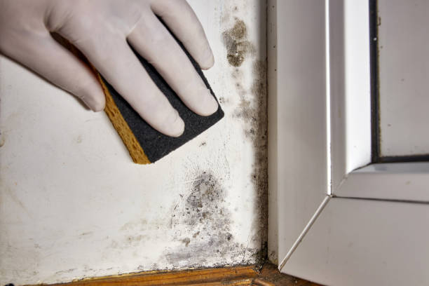 Forensic Mold Investigation in Blue Mountain, MS