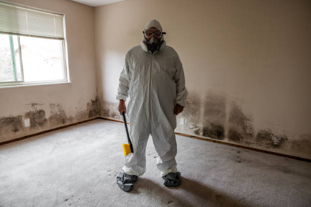 Best Environmental Consulting for Mold Prevention  in Blue Mountain, MS